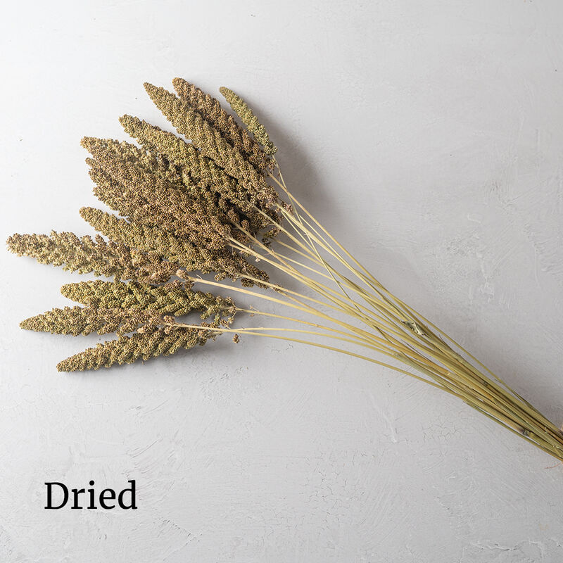 Highlander Grasses, Ornamental