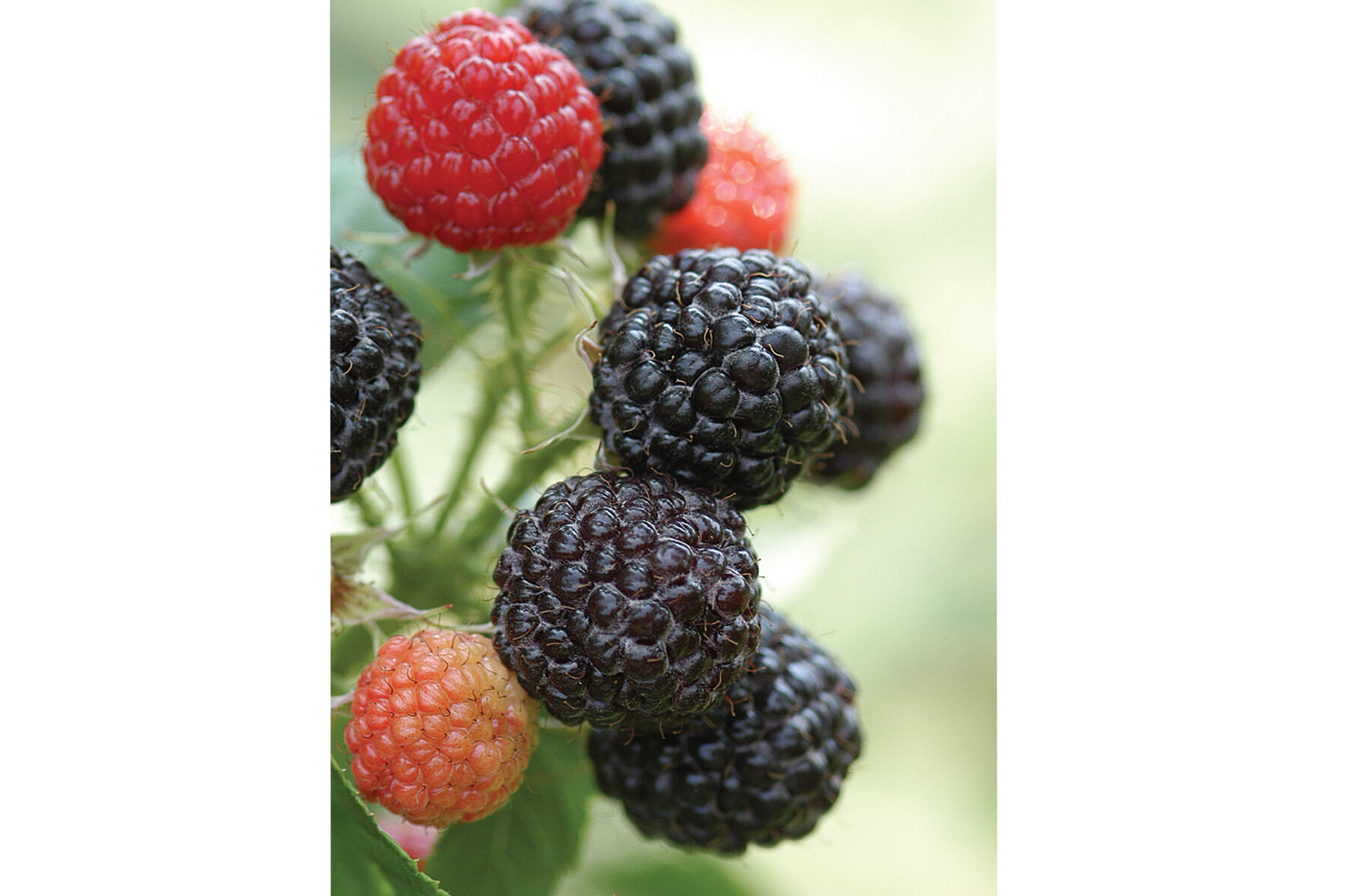 Jewel Raspberry