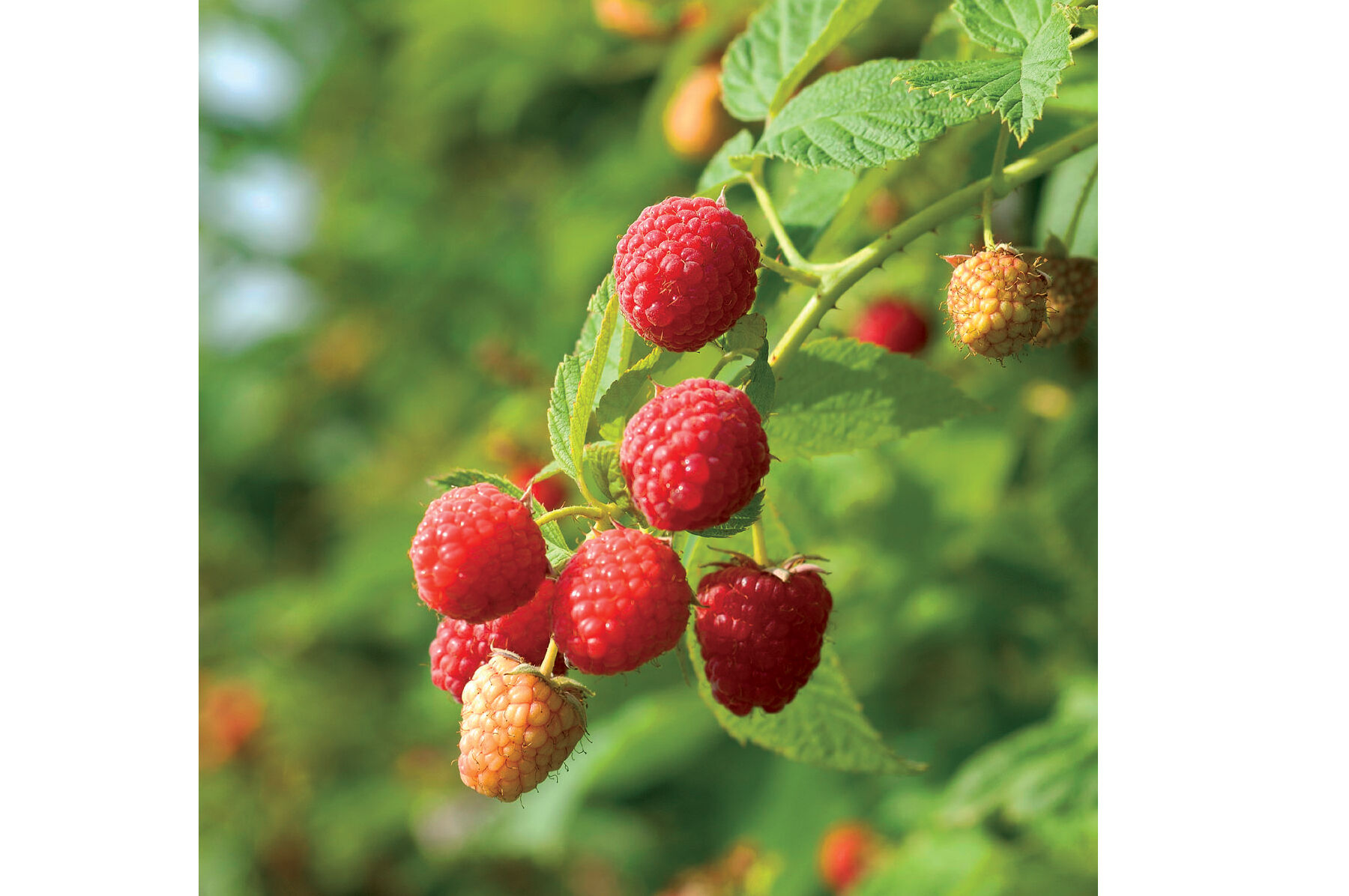 Prelude Raspberry