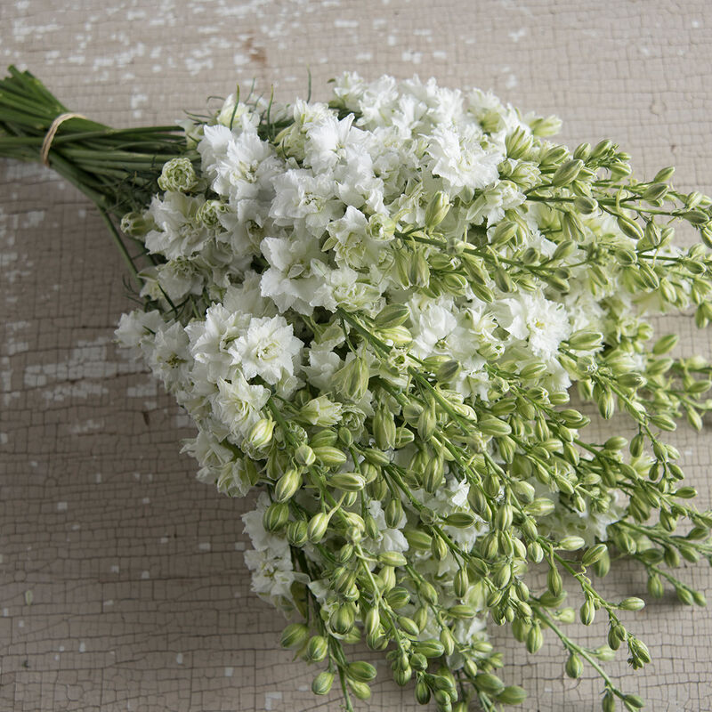 QIS&trade; White Larkspur
