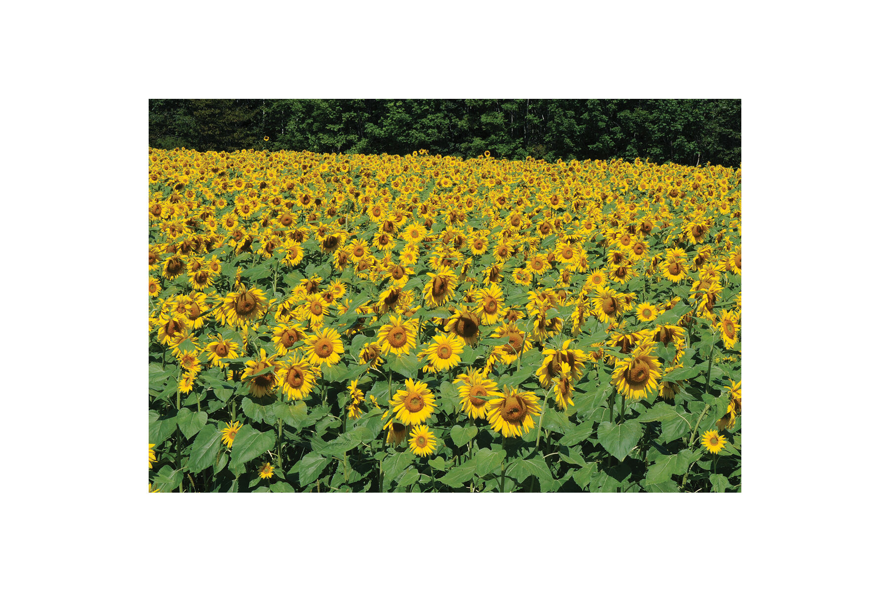 Royal Hybrid&reg; 1121 Sunflower Cover Crops