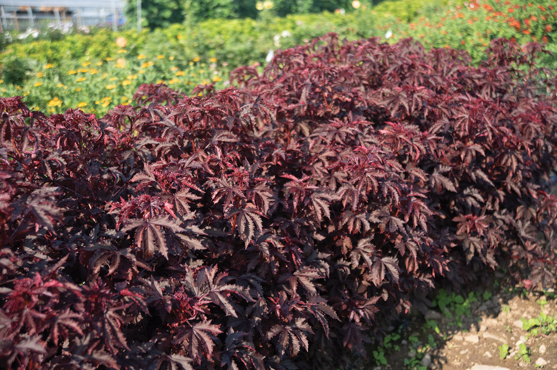 Mahogany Splendor Hibiscus