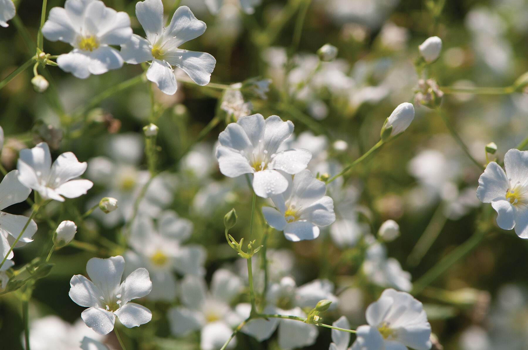 Covent Garden Market Gypsophila (Baby's Breath)