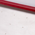 Seed Plate C128 Seed Starting Supplies