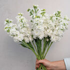 StoX&reg; White Stock