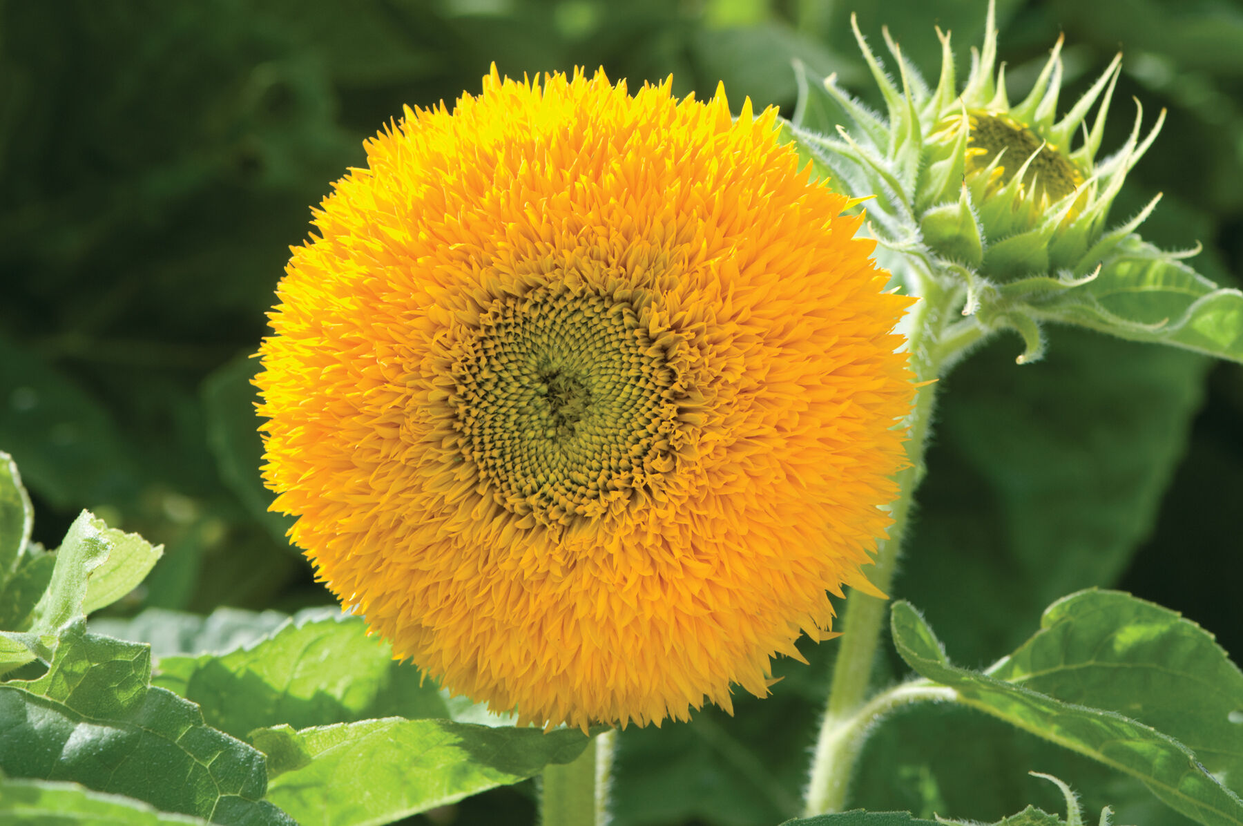 Teddy Bear Dwarf Sunflowers
