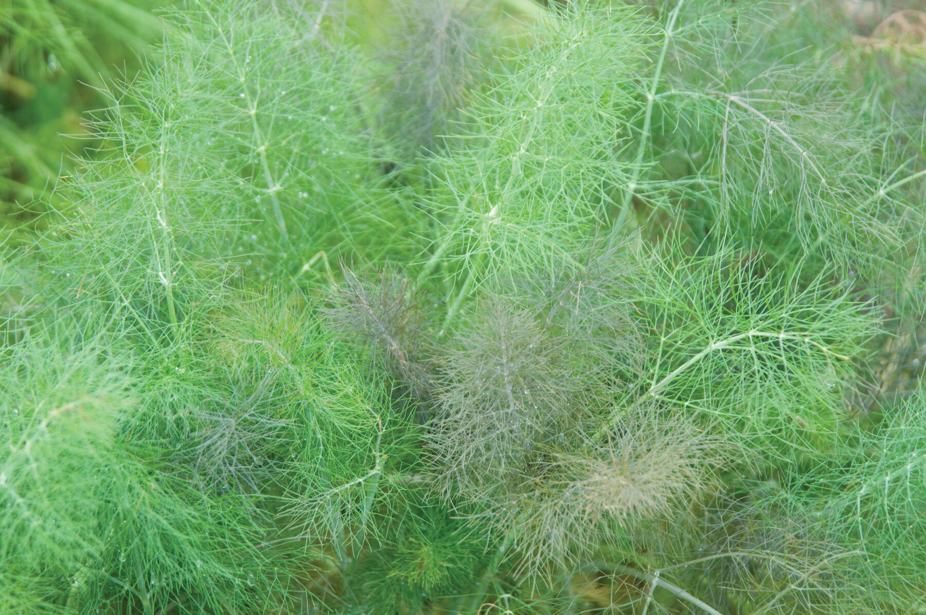 Bronze & Green Fennel (Leaf)
