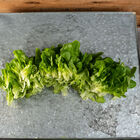 Cook Salanova&reg; &ndash;Hydroponic Green Oakleaf Salanova&reg; Lettuce