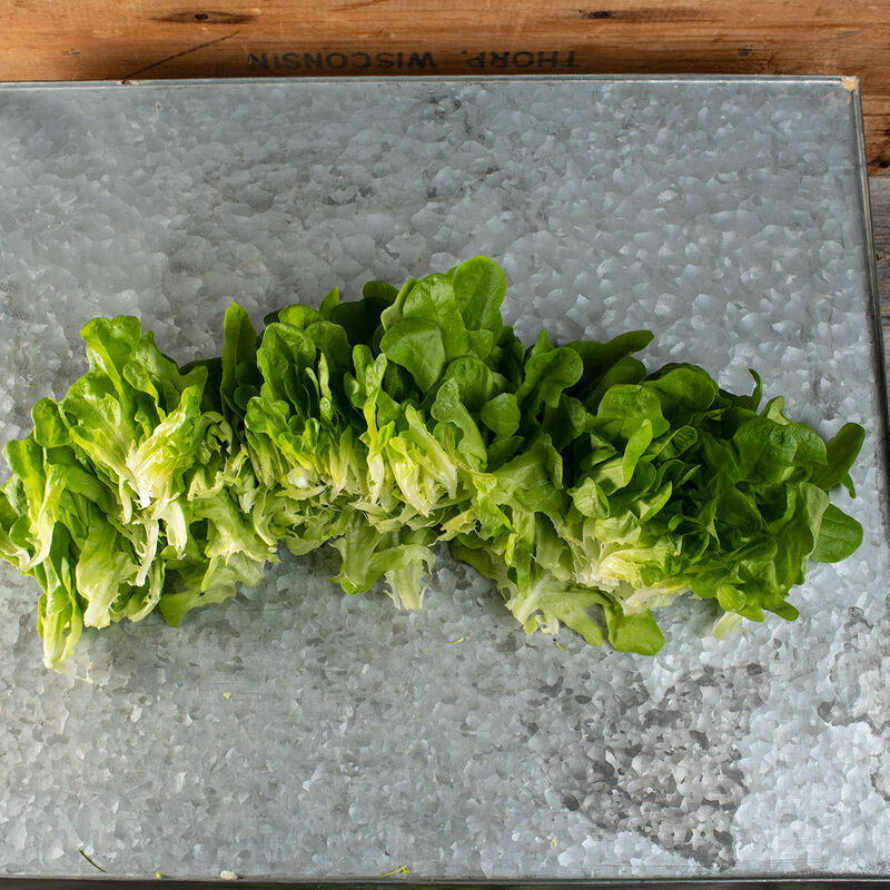 Cook Salanova&reg; &ndash;Hydroponic Green Oakleaf Salanova&reg; Lettuce