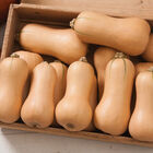 Butterscotch PMR Winter Squash