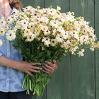 Butterfly&trade; Hestia&reg; Ranunculus