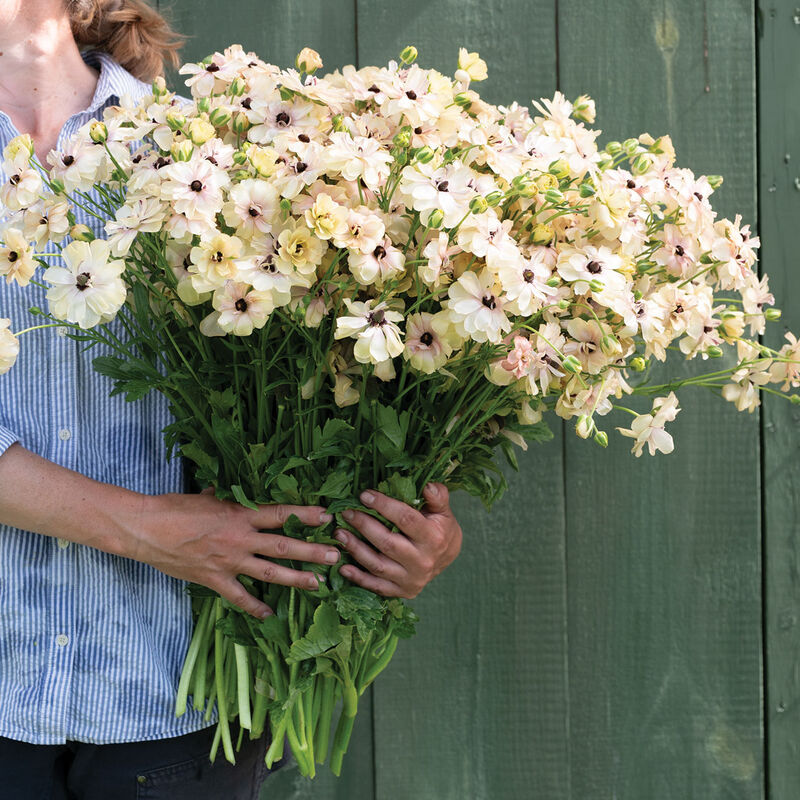 Butterfly&trade; Hestia&reg; Ranunculus
