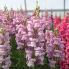 Maryland Lavender I&ndash;II Snapdragon