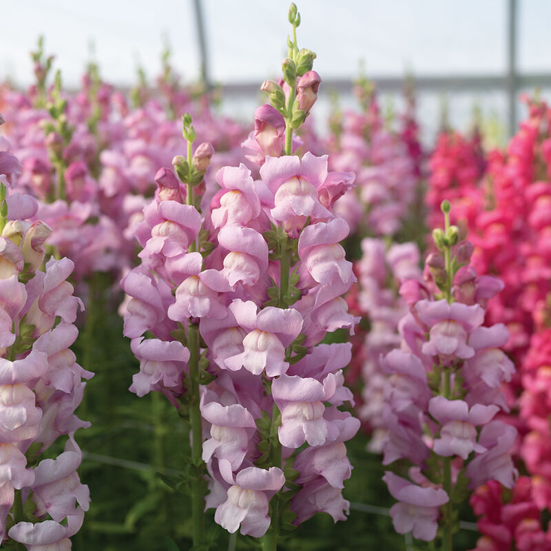 Maryland Lavender I&ndash;II Snapdragon