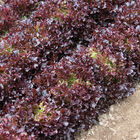 Yves Salanova&reg; &ndash; Red Tango Salanova&reg; Lettuce