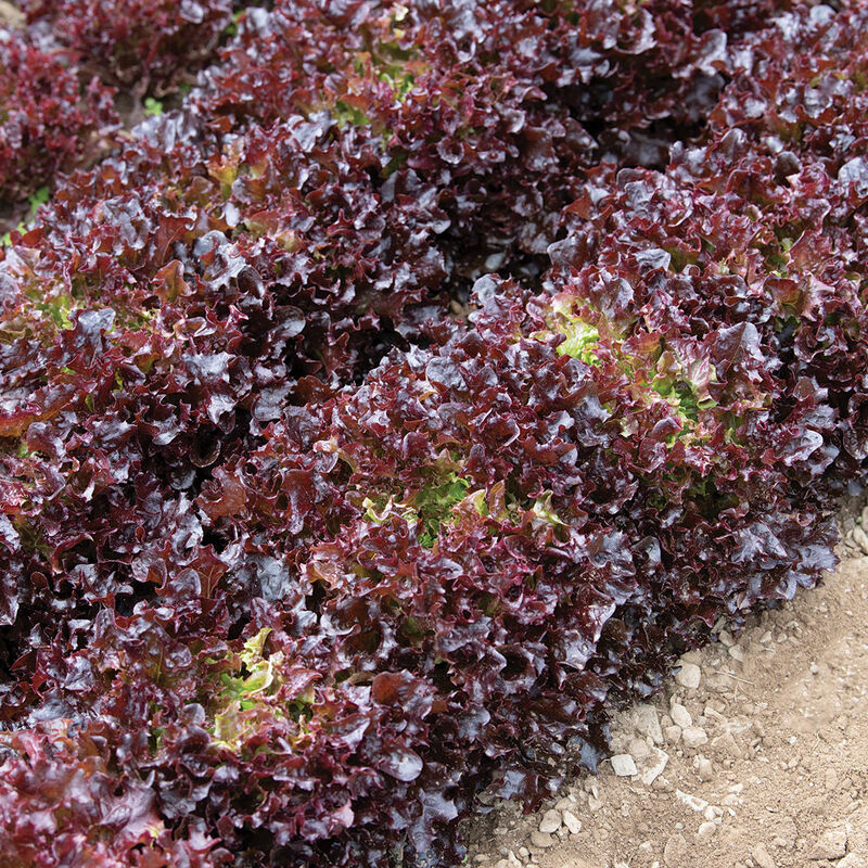 Yves Salanova&reg; &ndash; Red Tango Salanova&reg; Lettuce