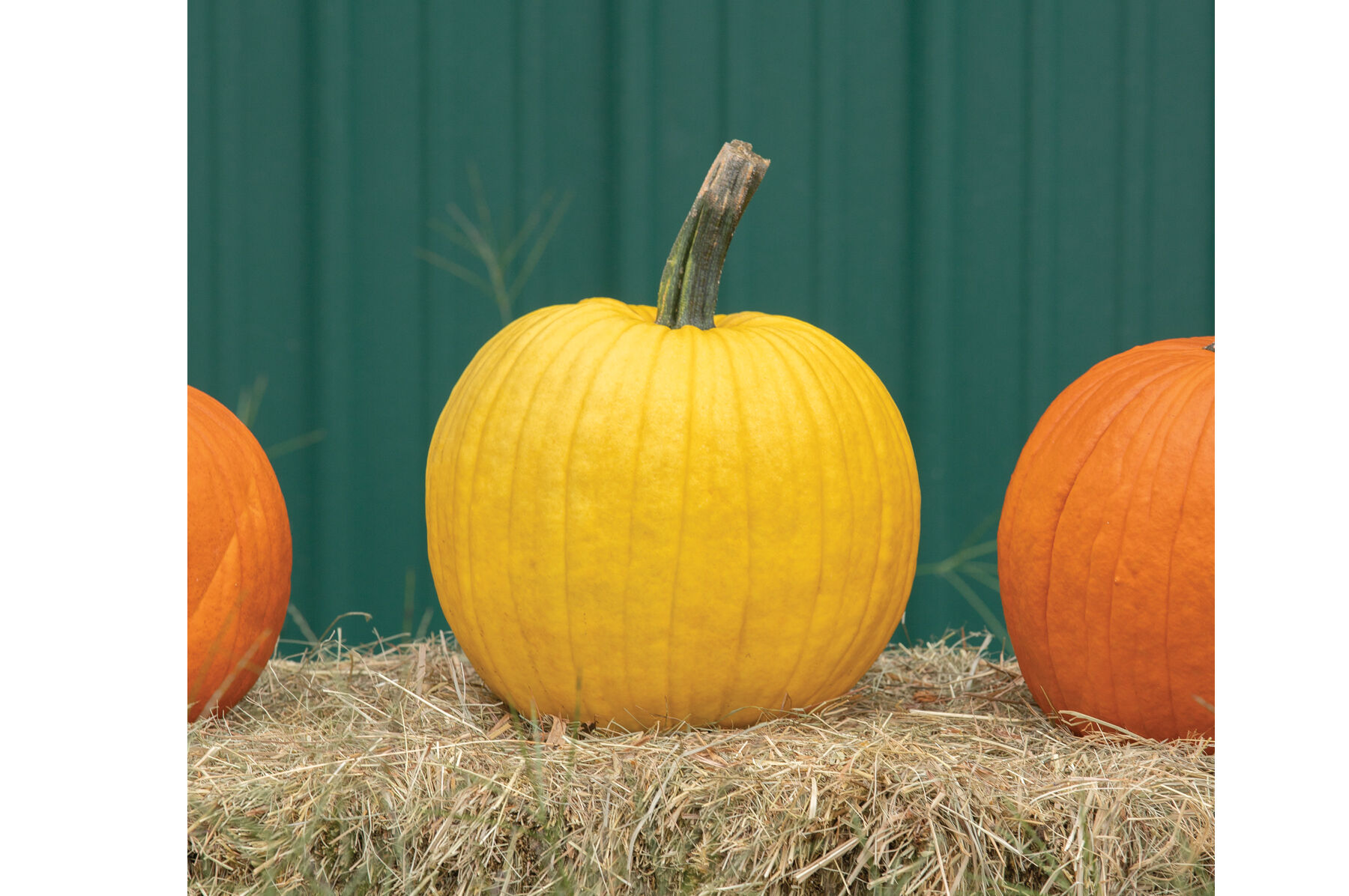 Mellow Yellow Jack-o-Lanterns