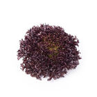 Codex Salanova&reg; &ndash; Hydroponic Red Sweet Crisp Salanova&reg; Lettuce