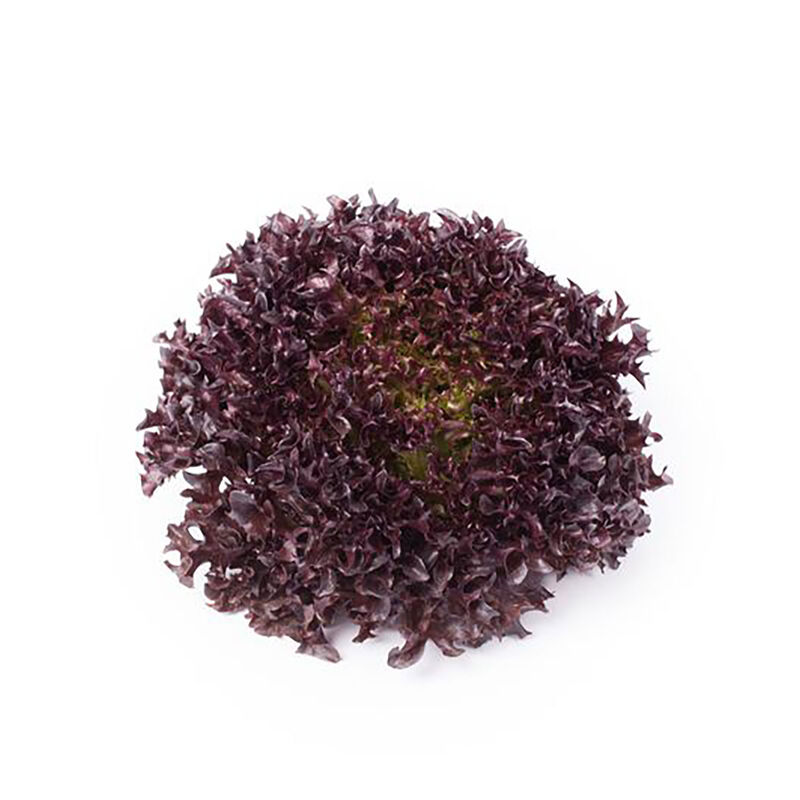 Codex Salanova&reg; &ndash; Hydroponic Red Sweet Crisp Salanova&reg; Lettuce