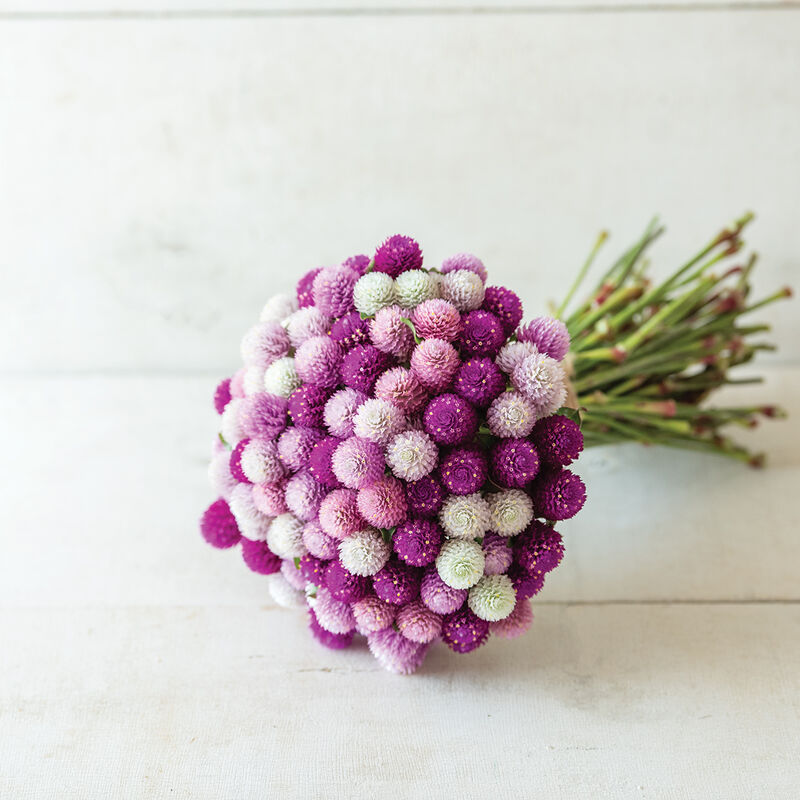 QIS&trade; Formula Mix Gomphrena (Globe Amaranth)