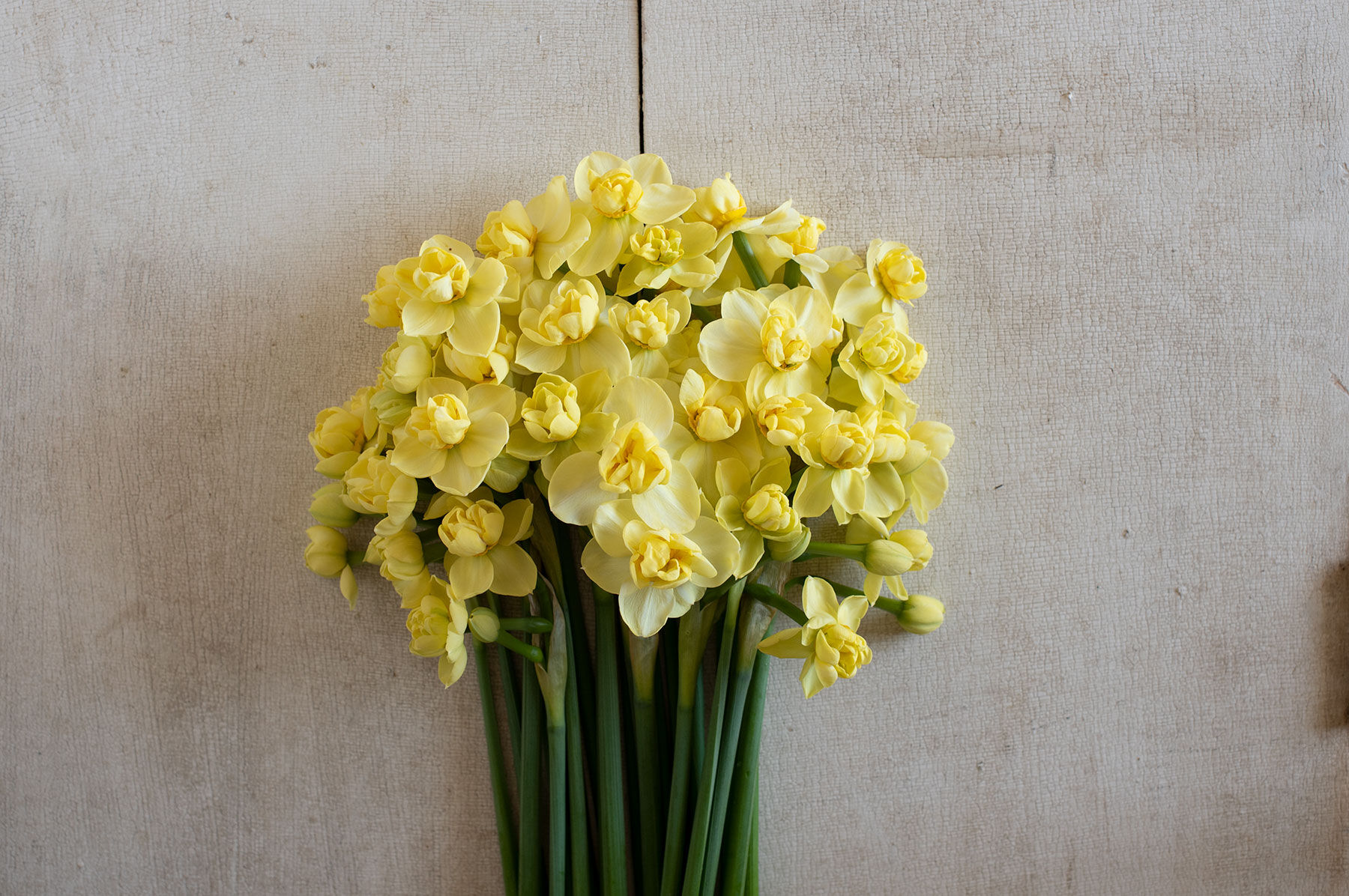Yellow Cheerfulness Narcissus (Daffodil)