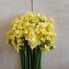 Yellow Cheerfulness Narcissus (Daffodil)