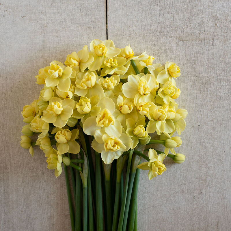Yellow Cheerfulness Narcissus (Daffodil)