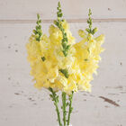 Chantilly&trade; Cream Yellow Snapdragon
