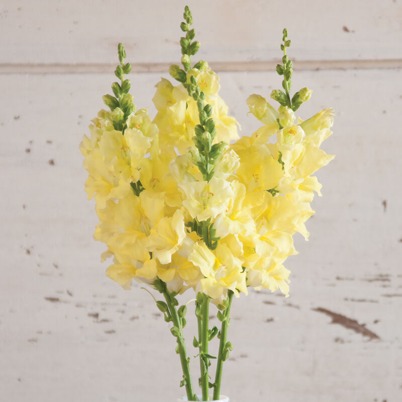 Chantilly&trade; Cream Yellow Snapdragon