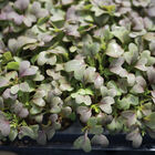 Mizuna, Red Microgreen Vegetables
