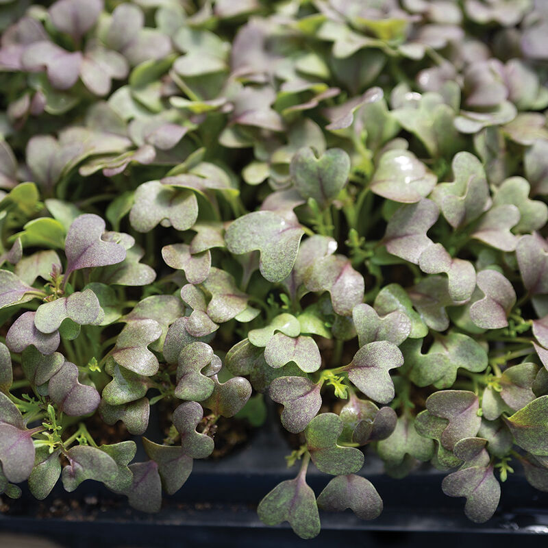 Mizuna, Red Microgreen Vegetables