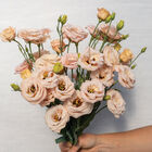 LisAdora&reg; Apricot III Lisianthus