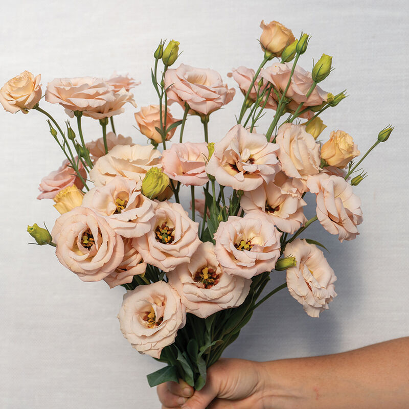 LisAdora&reg; Apricot III Lisianthus