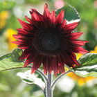 ProCut&reg; Red Tall Sunflowers