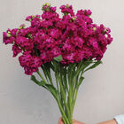 StoX&reg; Deep Rose Stock