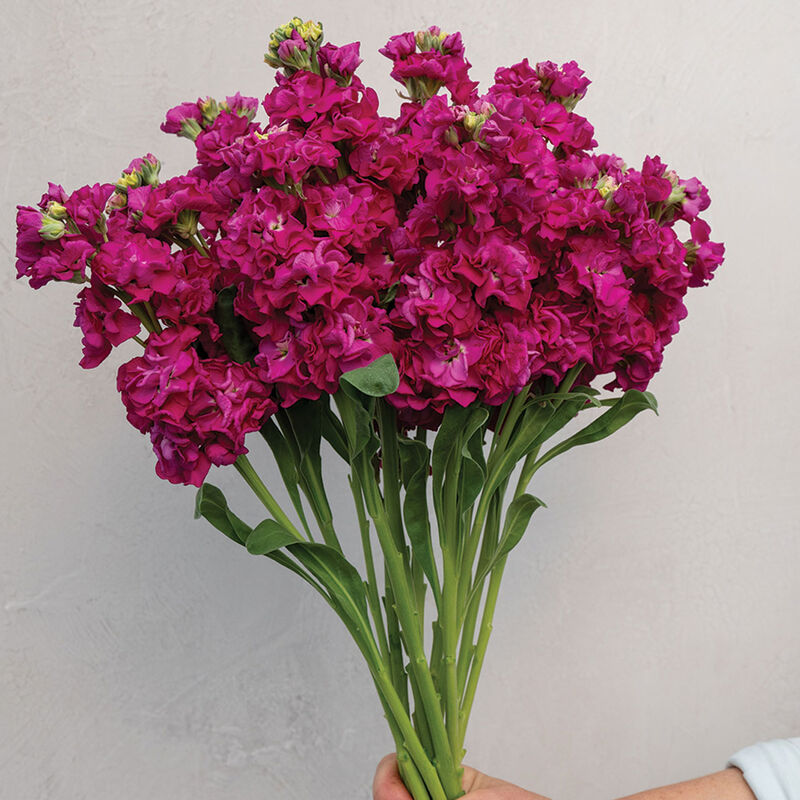 StoX&reg; Deep Rose Stock