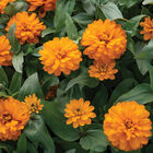 Double Zahara&trade; Bright Orange Zinnias
