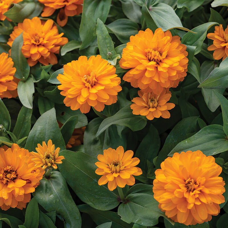 Double Zahara&trade; Bright Orange Zinnias
