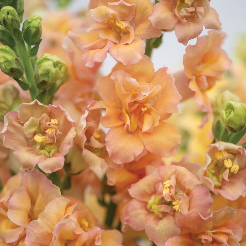 Double Frappe Apricot 2 Cool Season (Groups 1&ndash;2)