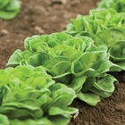 Higgs Salanova&reg; &ndash; Green Butter Salanova&reg; Lettuce