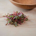Beet, Red Leaf Microgreen Vegetables