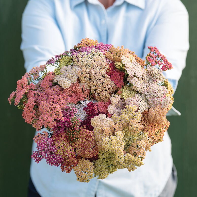 Summer&trade; Pastels Yarrow