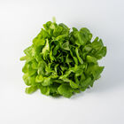 Cook Salanova&reg; &ndash;Hydroponic Green Oakleaf Salanova&reg; Lettuce