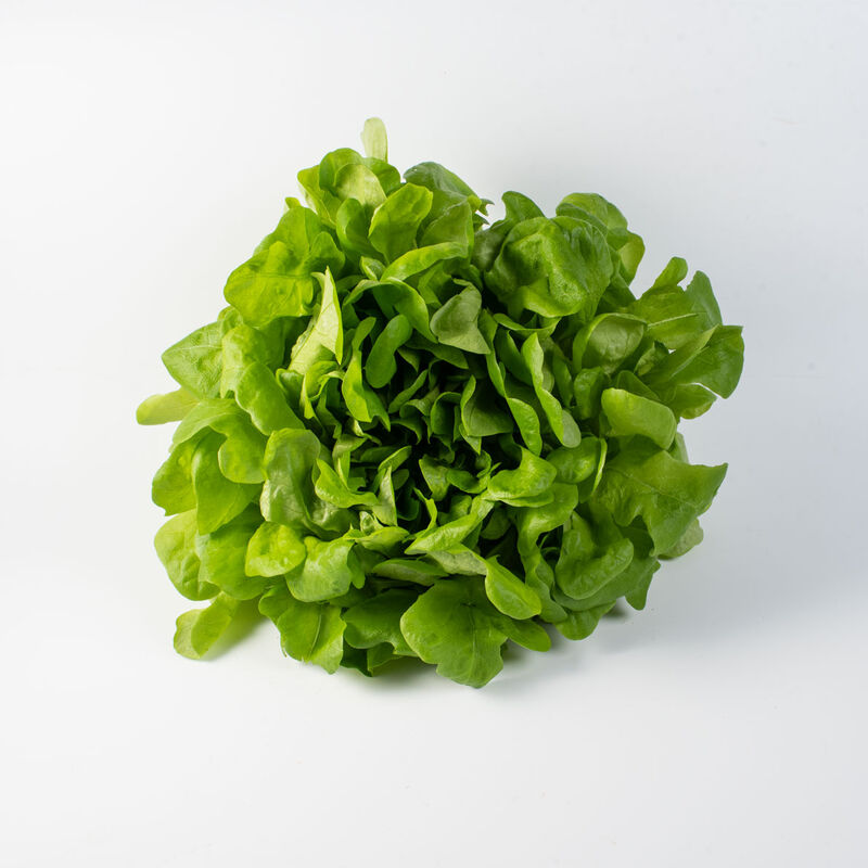 Cook Salanova&reg; &ndash;Hydroponic Green Oakleaf Salanova&reg; Lettuce