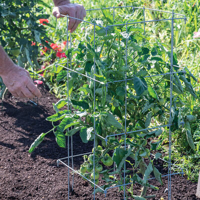 Tomato Cages &ndash; 40" Cages & Fences