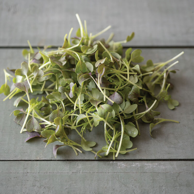 Mizuna, Red Microgreen Vegetables
