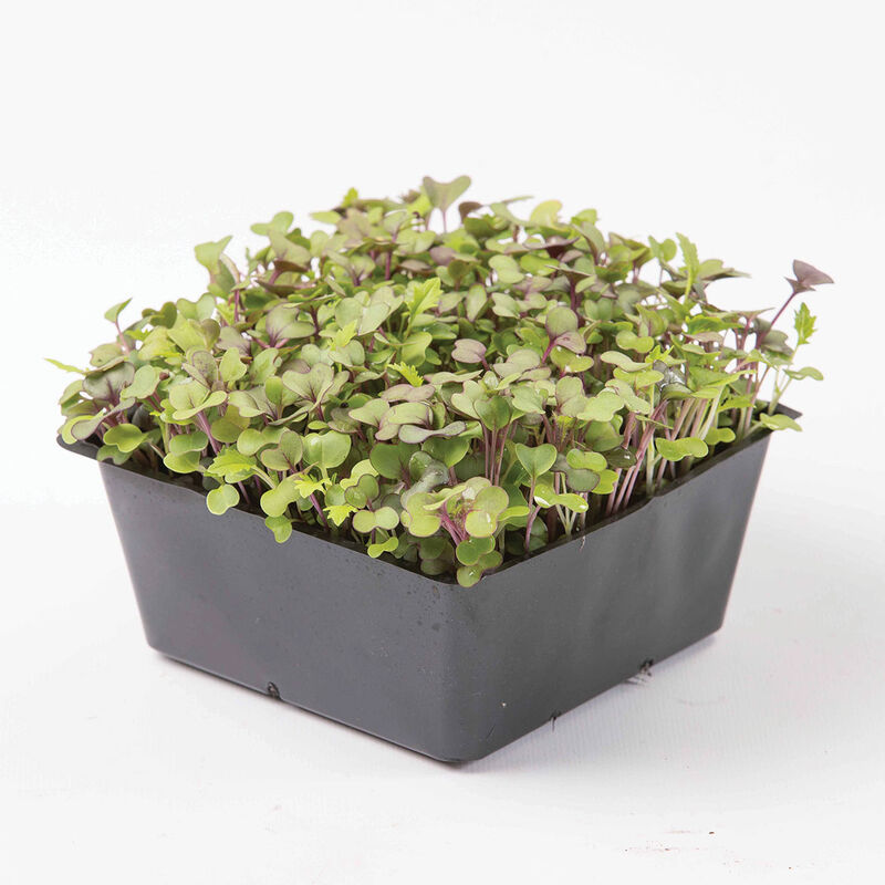 5x5 Inserts &ndash; 5 Count Microgreens Supplies