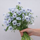 Penny&trade; Marina Viola (Pansy)