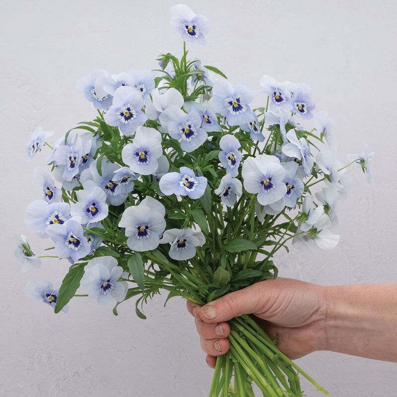 Penny&trade; Marina Viola (Pansy)