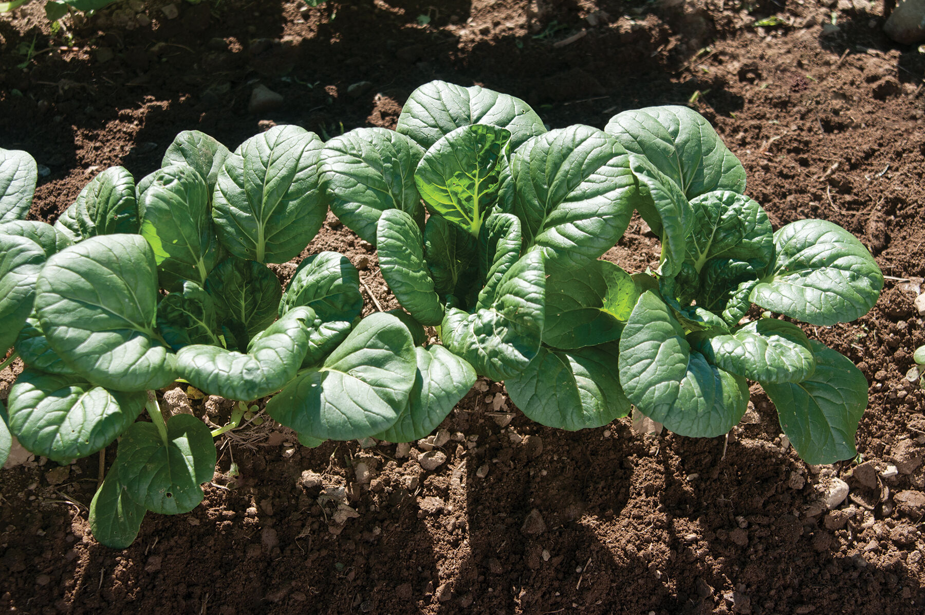 Koji Asian Greens